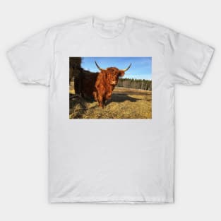 Scottish Highland Cattle Cow 2331 T-Shirt